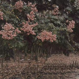 女主播直播引诱技师小伙
