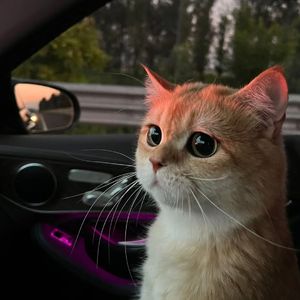 女主播直播引诱技师小伙
